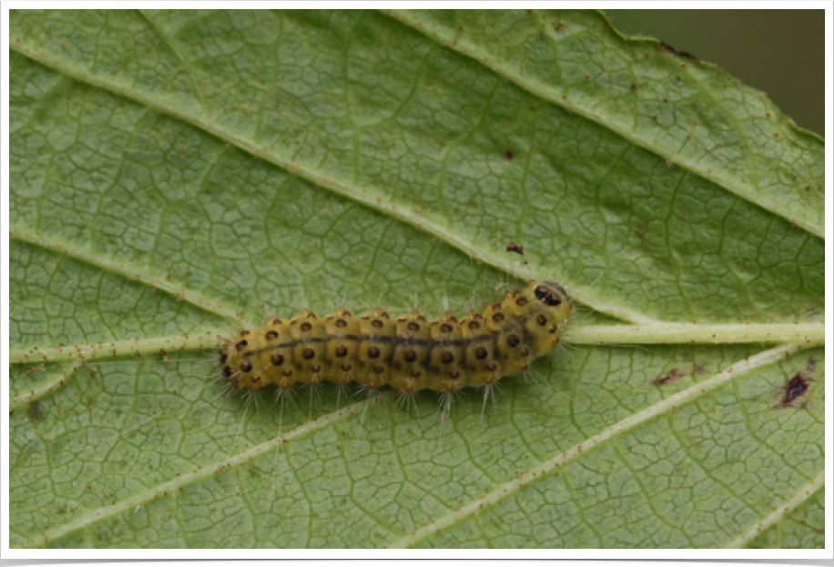 Nola triquetrana
Three-spotted Nola
Haywood County, North Carolina